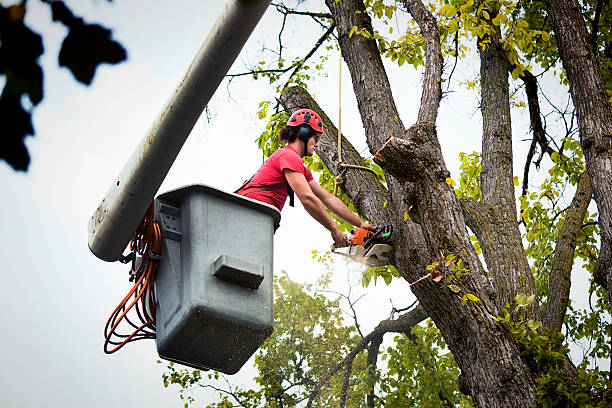 Best Emergency Storm Tree Removal  in Ovid, MI